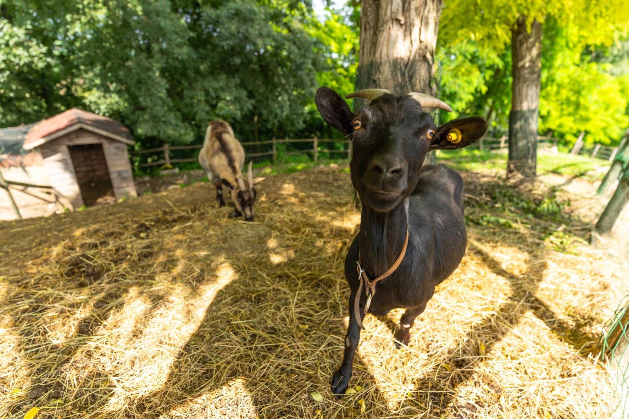 Agriturismo Colle Dei Pivi بونتي سول مينشيو المظهر الخارجي الصورة