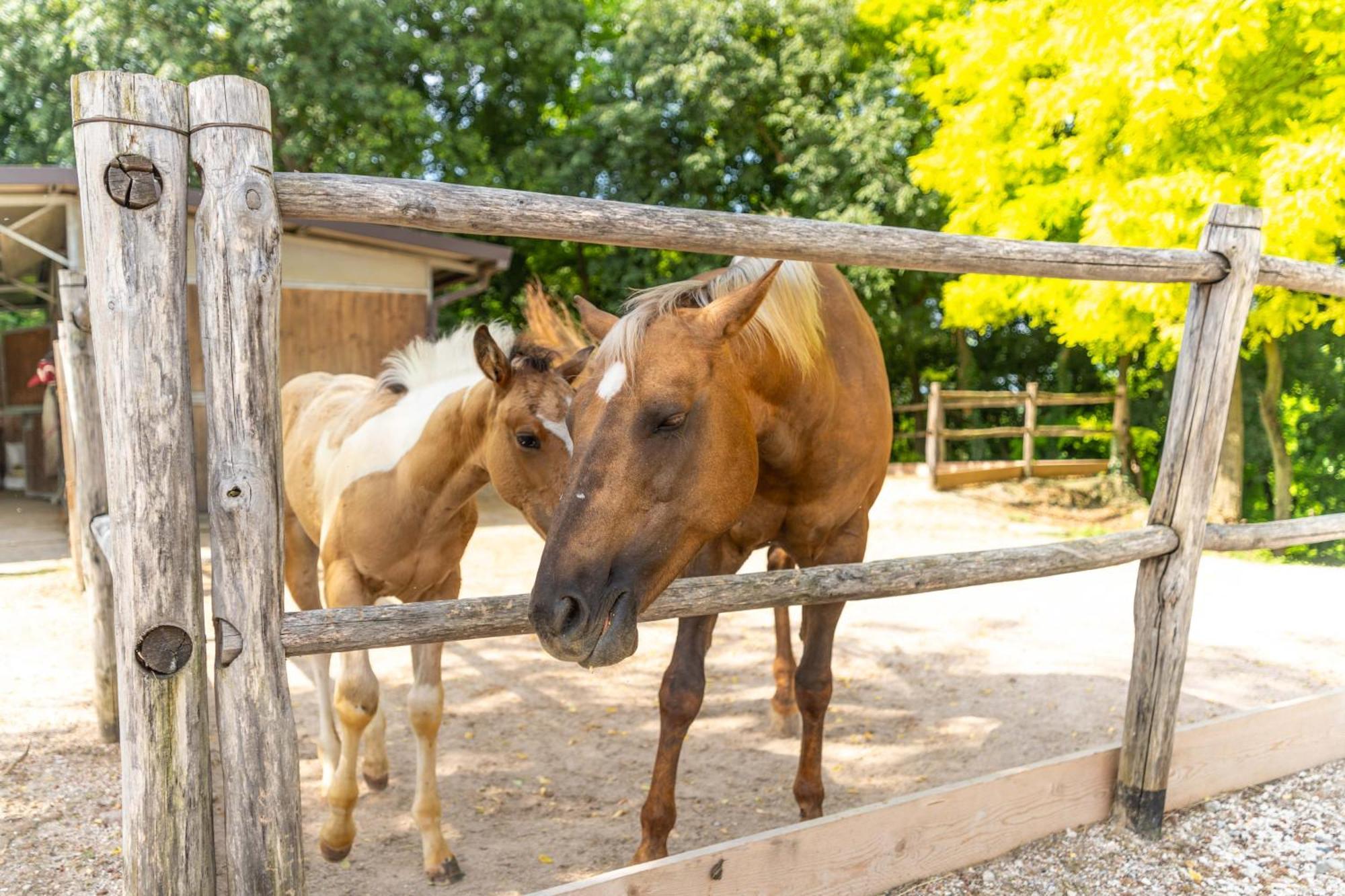 Agriturismo Colle Dei Pivi بونتي سول مينشيو المظهر الخارجي الصورة